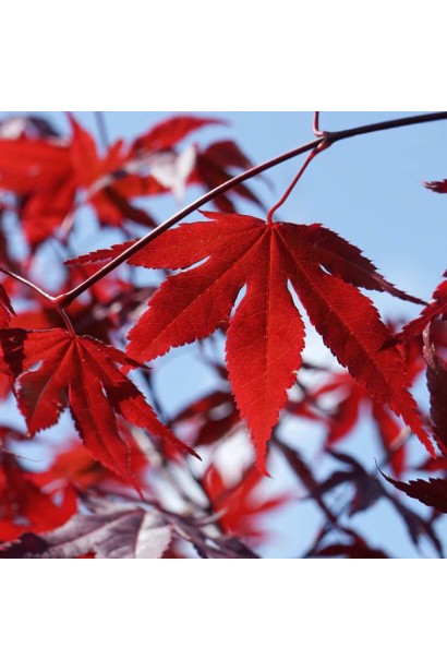 Acer ’Red Emperor’